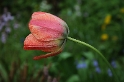 Blume D30_8526 Kopie.jpg   26.04